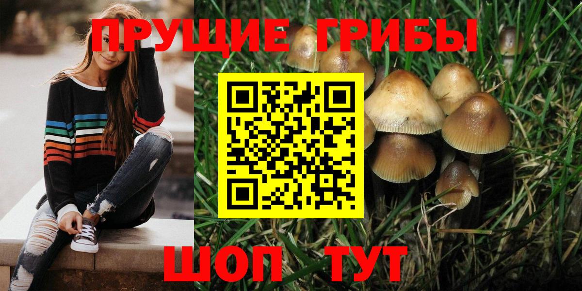 Псилоцибиновые грибы Cubensis  где купить наркоту  Абакан  Псилоцибиновые грибы Magic Shrooms  Вход с VPN 